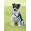 Digby and Fox Rope Slip Dog Lead - Blue