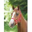 Nylon Adjustable Headcollar - Red