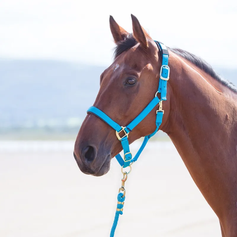 Shires Topaz Headcollar - Blue