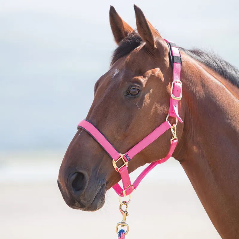 Shires Topaz Headcollar - Pink