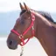 Shires Topaz Padded Headcollar - Red