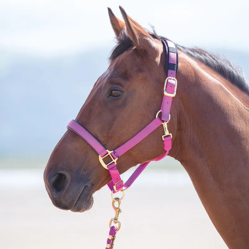 Shires Topaz Headcollar - Raspberry