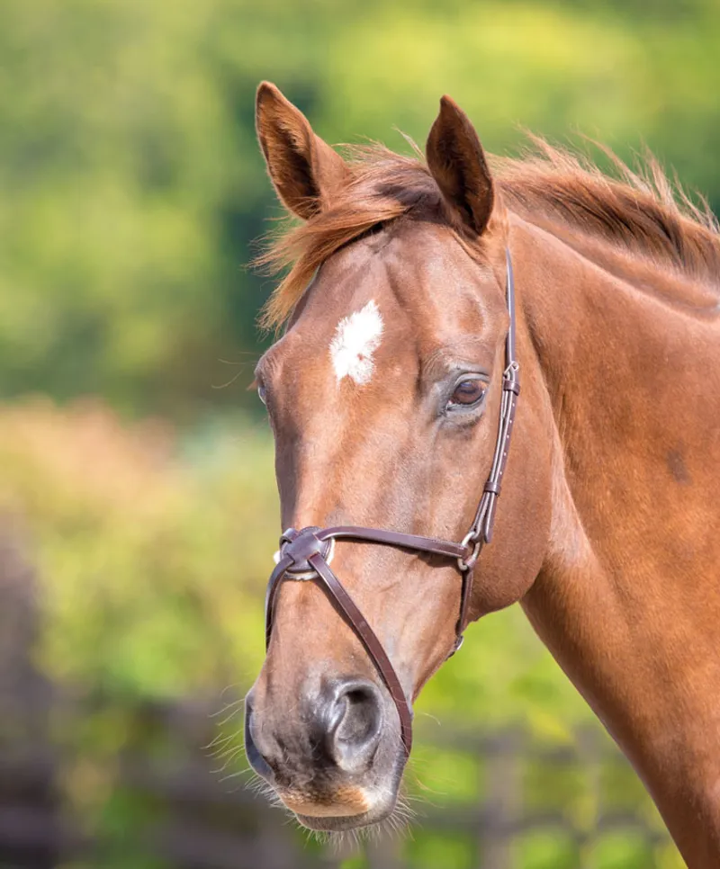 Mexican Grakle / Grackle Noseband - Brown
