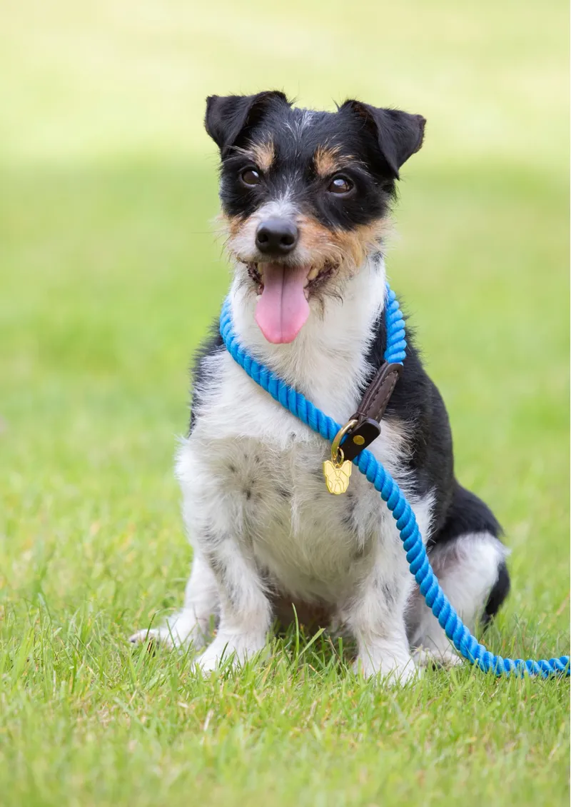 Digby and Fox Rope Slip Dog Lead - Green-1