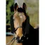 NuuMed Wool French Blinkers / Rein Sleeves - Black