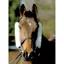 NuuMed Wool French Blinkers / Rein Sleeves - Natural