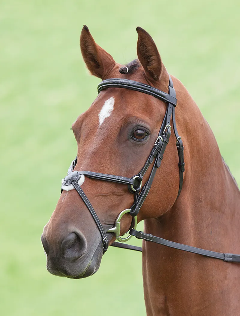 Salisbury Brackley Bridle - Australian Nut