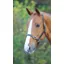 Fully Adjustable Leather Headcollar - Brown