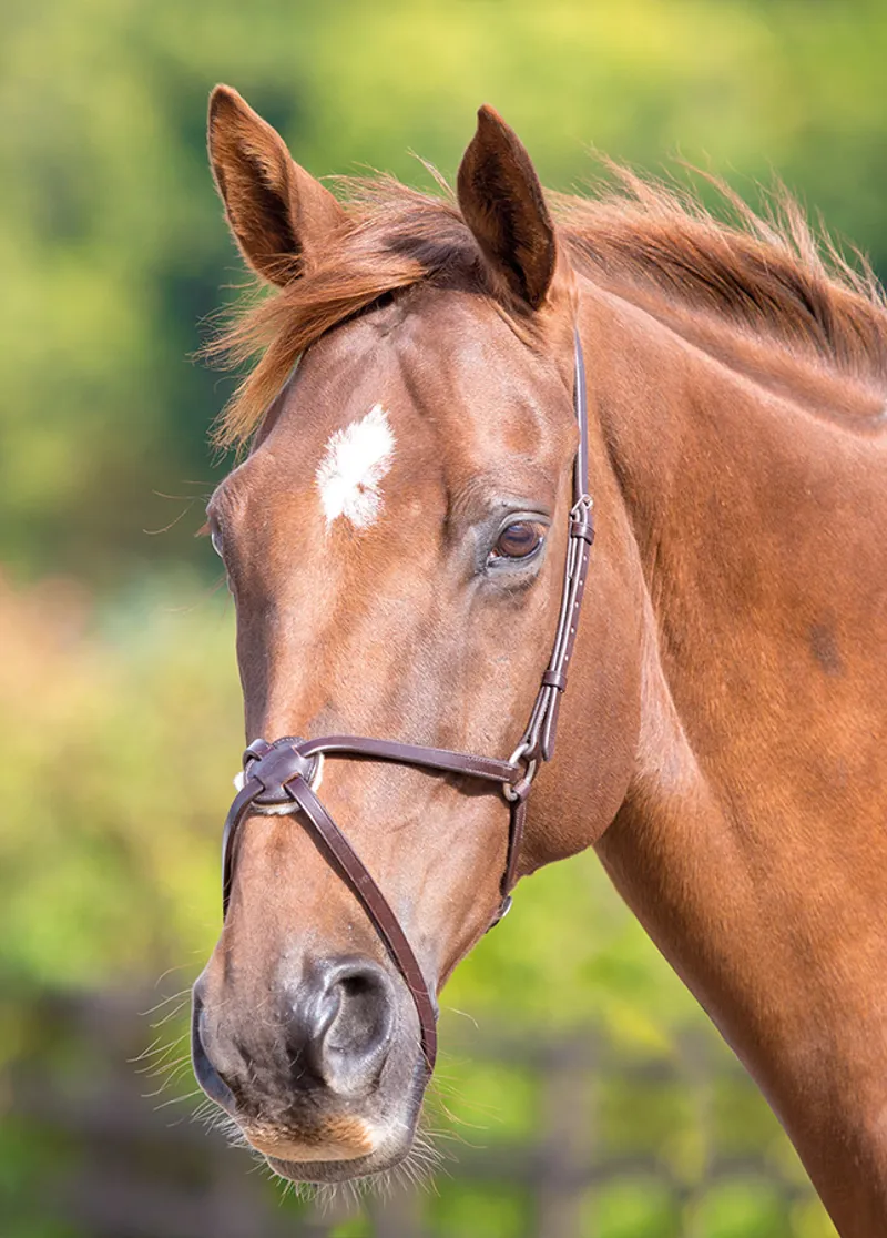 Mexican Grakle / Grackle Noseband - Black