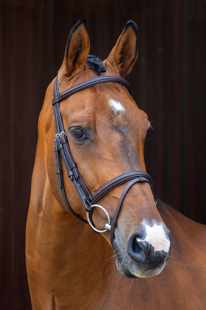Velociti Padded Raised Flash Bridle - Brown-1