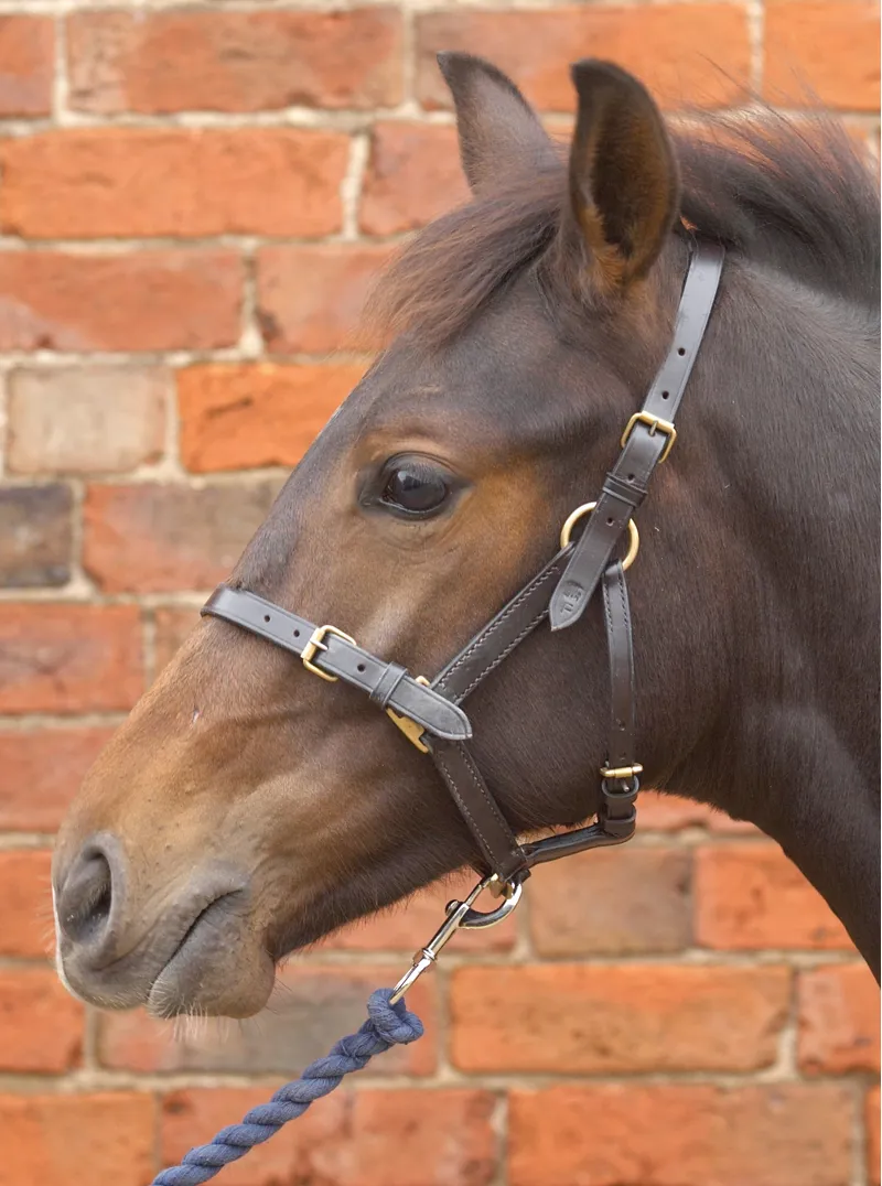 Hy Leather Foal Head Collar - Brown