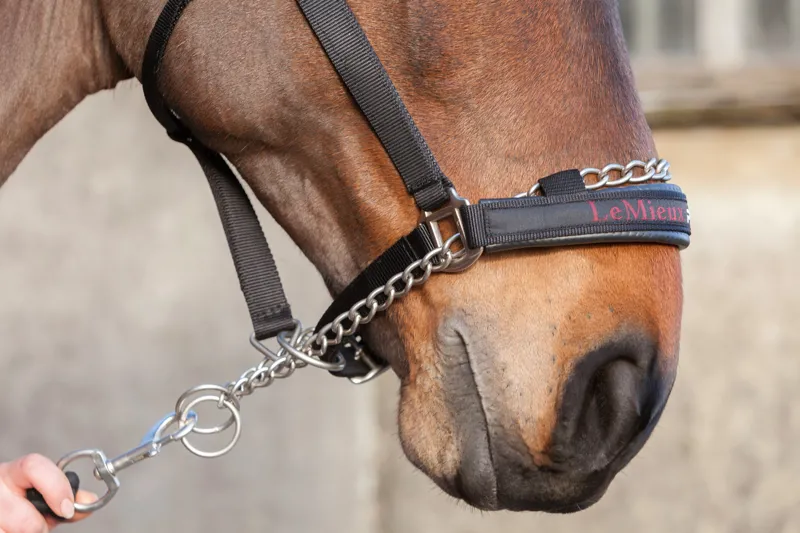 LeMieux Prosafe Headcollar - Black