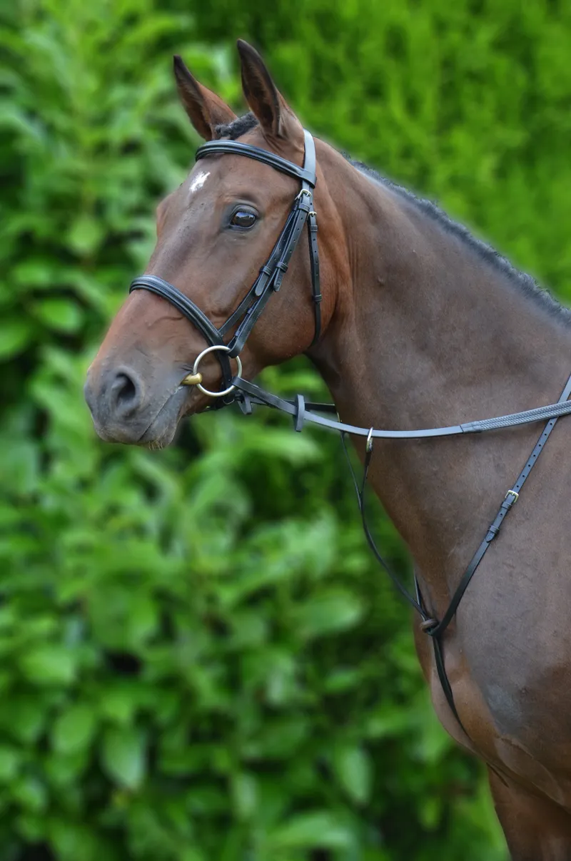 Hy Running Martingale - Black