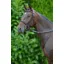 Hy Running Martingale - Black