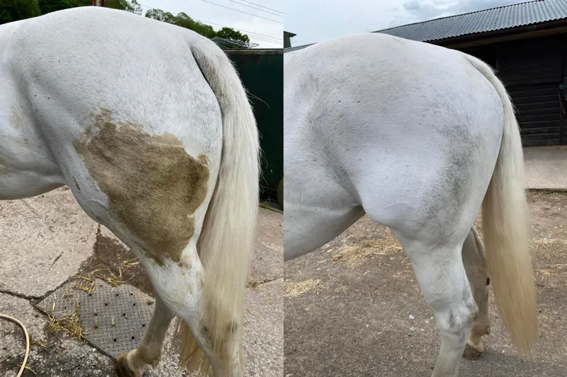 Solid Bar Company Purple Shampoo Bar-2